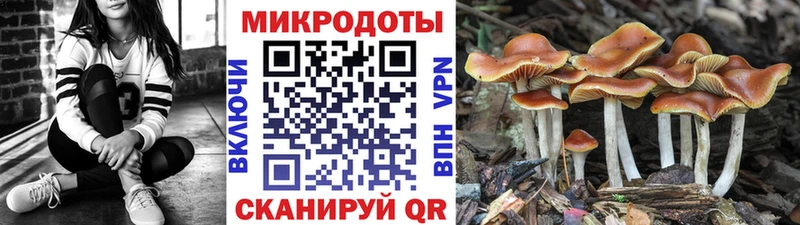 Купить Северская Псилоцибиновые грибы MAGIC MUSHROOMS